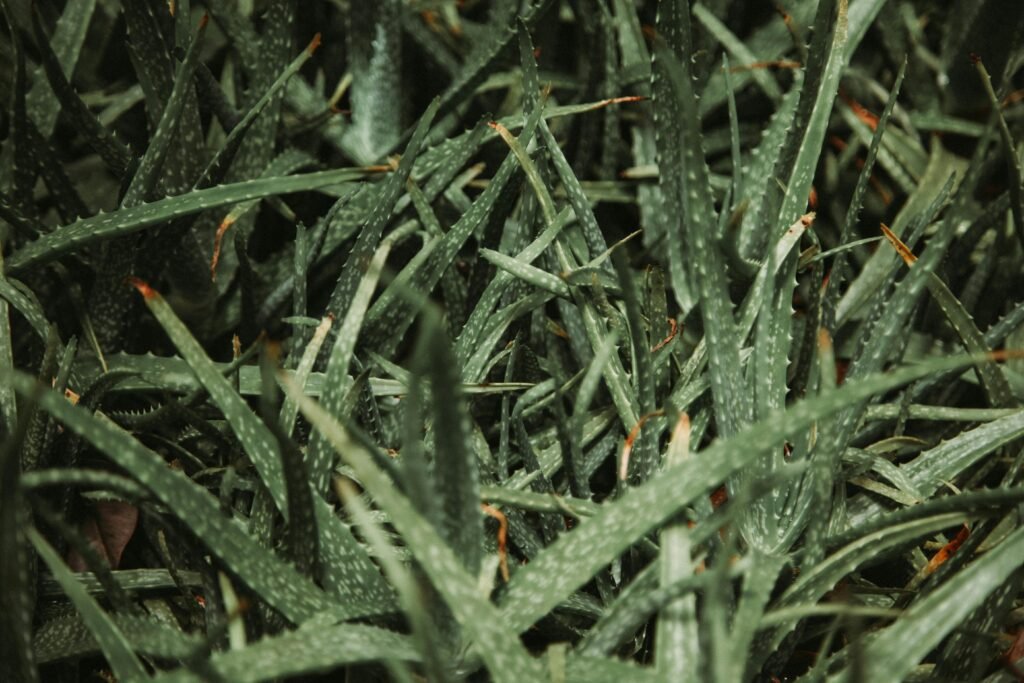 How to Grow Aloe Vera in 2025 Advanced Cultivation Tips for High Yield