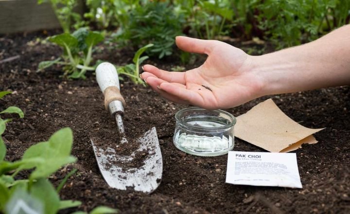  Preparing the Seeds