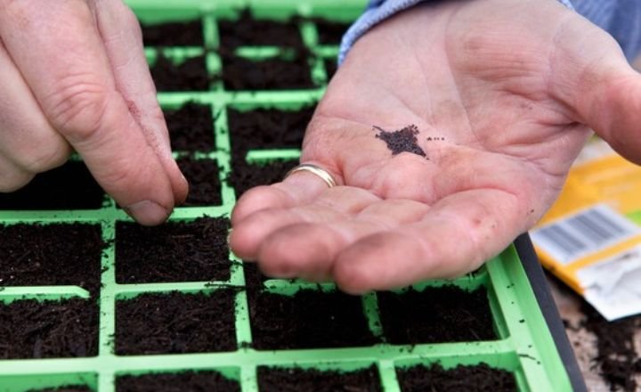 Preparing the Soil or Pot