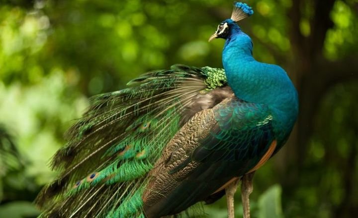 Top 10 most beautiful and largest peacocks in the world await you! Discover their stunning colors and majestic sizes in this captivating guide.