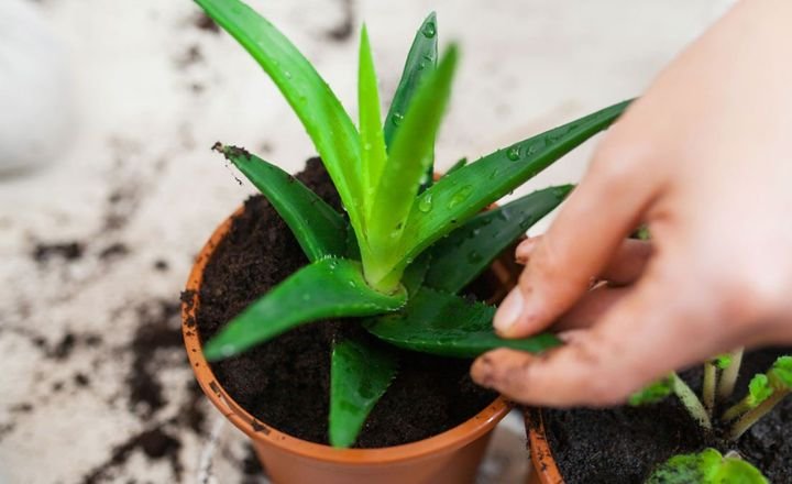 how to grow aloe vera