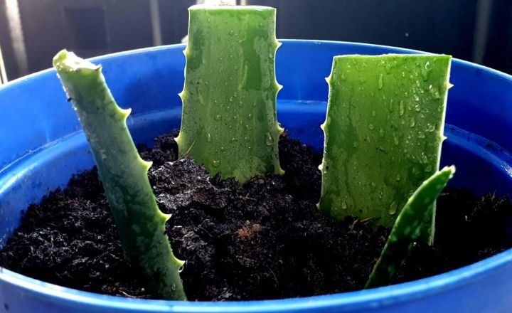 how to grow aloe vera