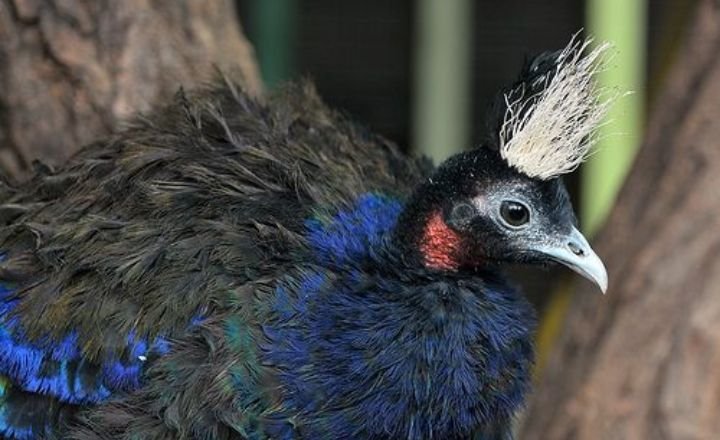 congo peafowl