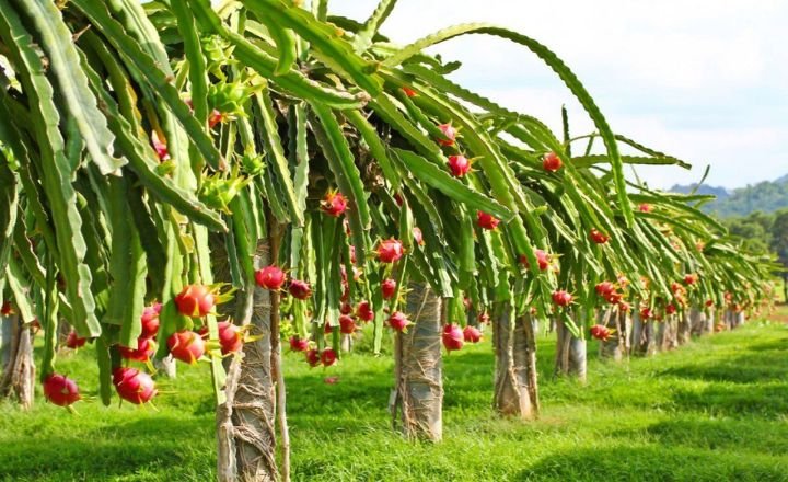 dragon fruit plant