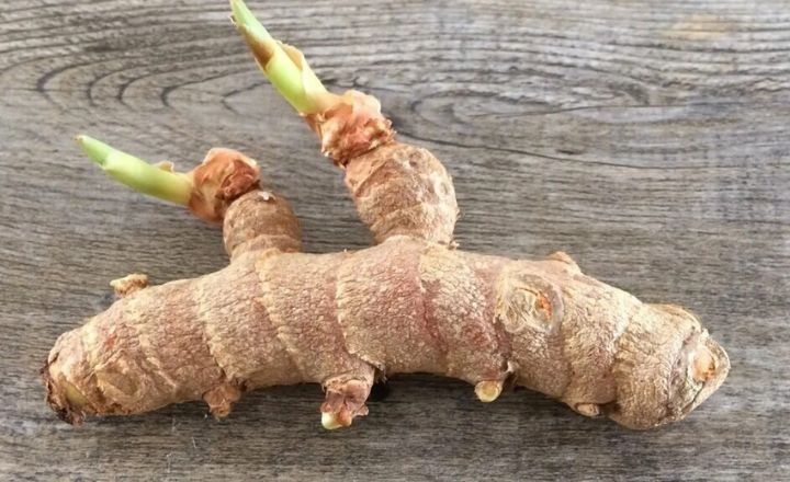 how to grow ginger