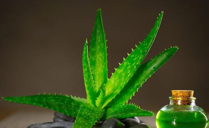 how to grow aloe vera