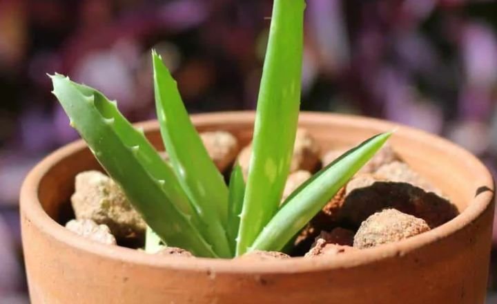 how to grow aloe vera