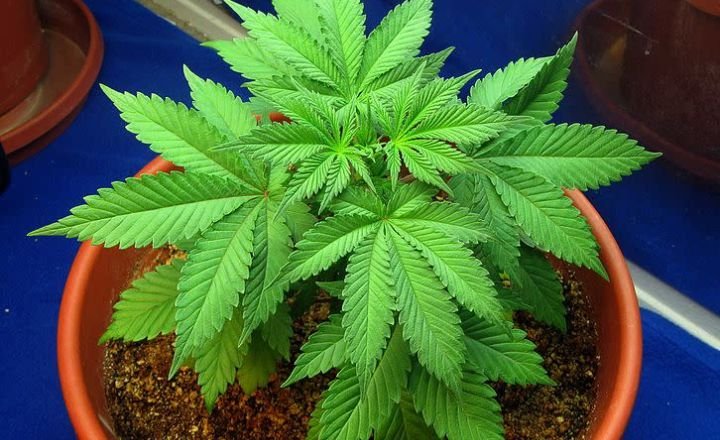 how to grow cannabis