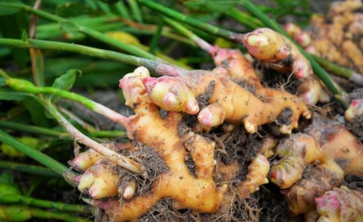 how to grow ginger