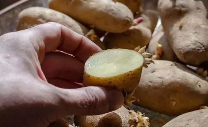 how to grow potato from cutting