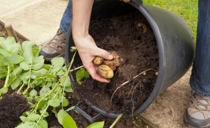 how to grow potatoes