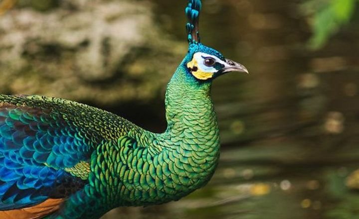 Top 10 Most Beautiful and Largest Peacocks in the World
