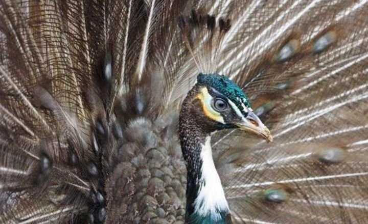 Top 10 Most Beautiful and Largest Peacocks in the World
