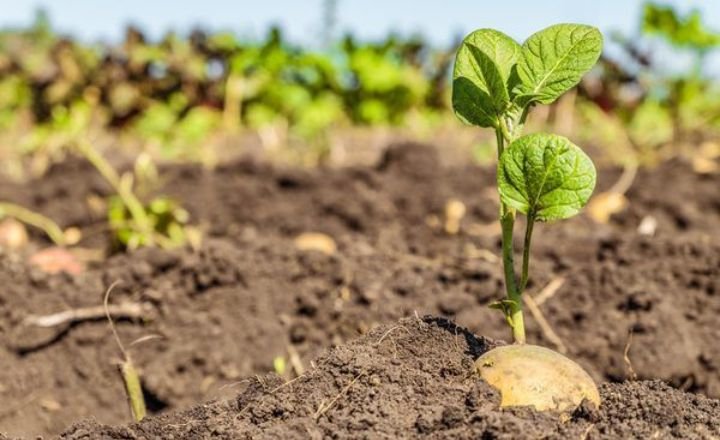 how to grow potatoes