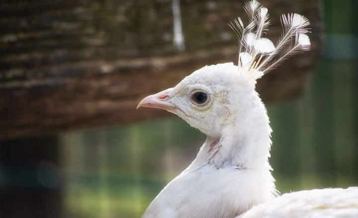 Top 10 Most Beautiful and Largest Peacocks in the World
