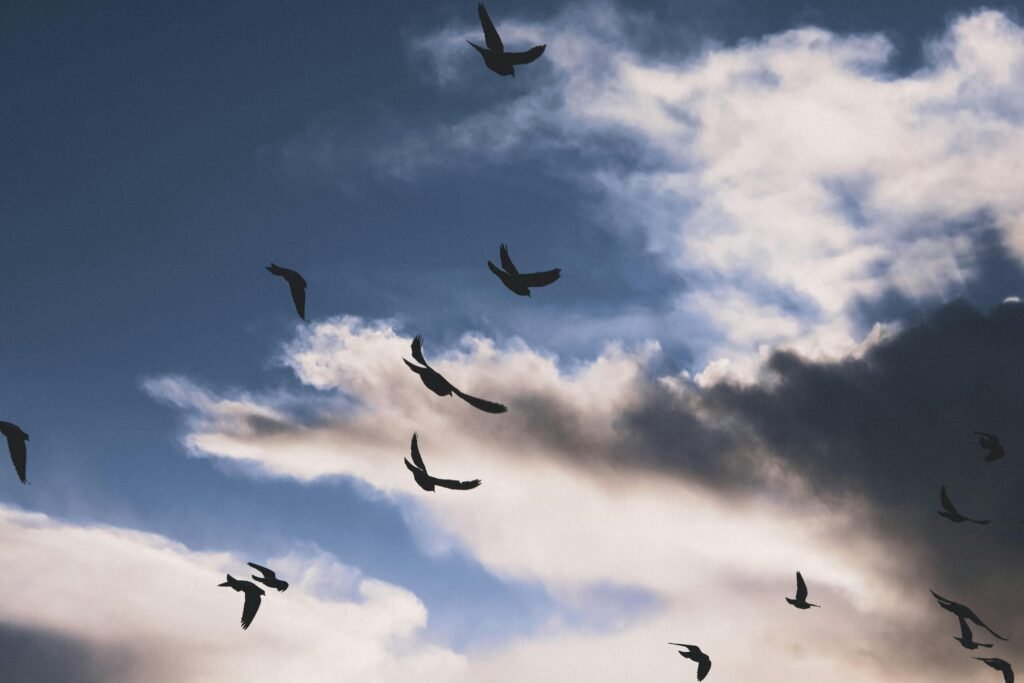 How High Can an Eagle Fly Compared to Other Birds?