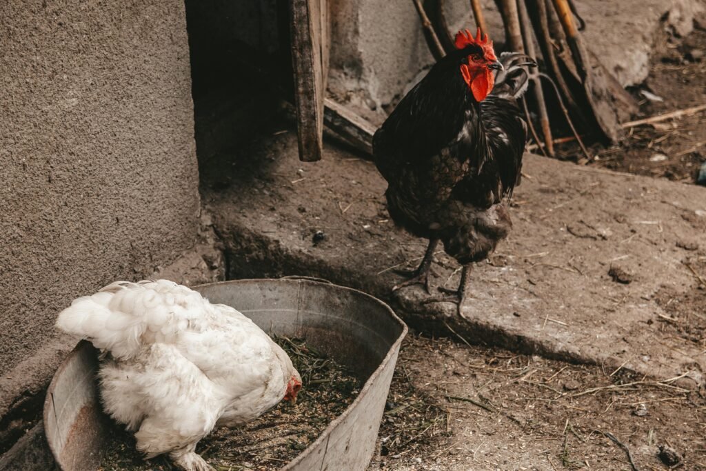 Unsafe Foods Chickens Should Avoid