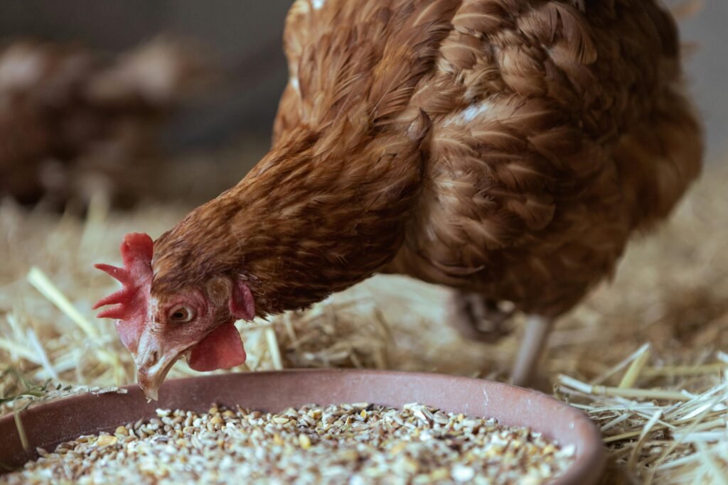 What Do Chickens Eat